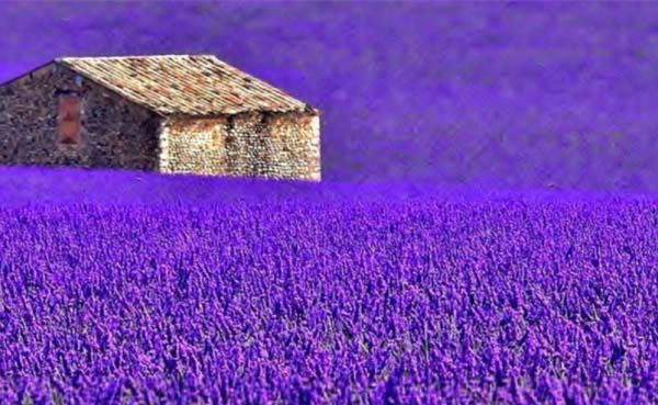 What Is The Lavender Scent Smell ?